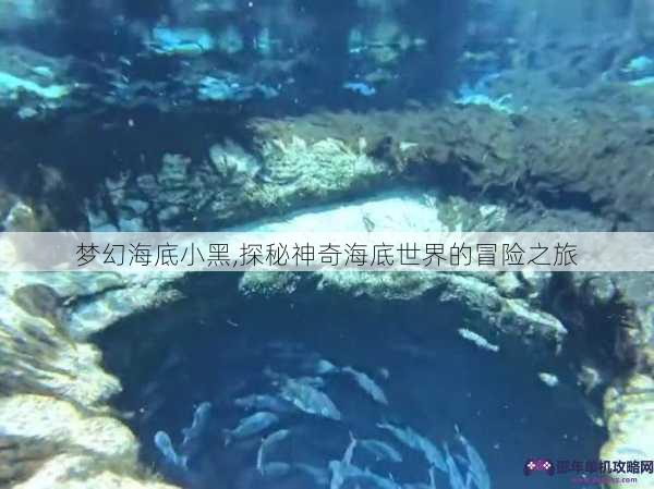 梦幻海底小黑,探秘神奇海底世界的冒险之旅