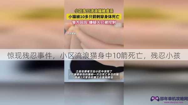 惊现残忍事件，小区流浪猫身中10箭死亡，残忍小孩