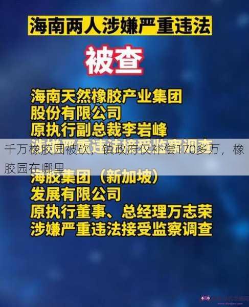 千万橡胶园被砍，镇政府仅补偿170多万，橡胶园在哪里